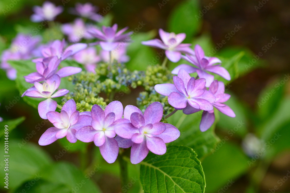 八重の紫陽花