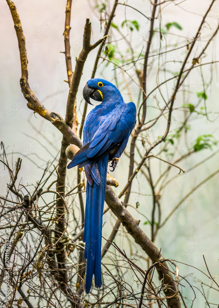 Obraz premium The Magnificient Hyacinth Macaw
