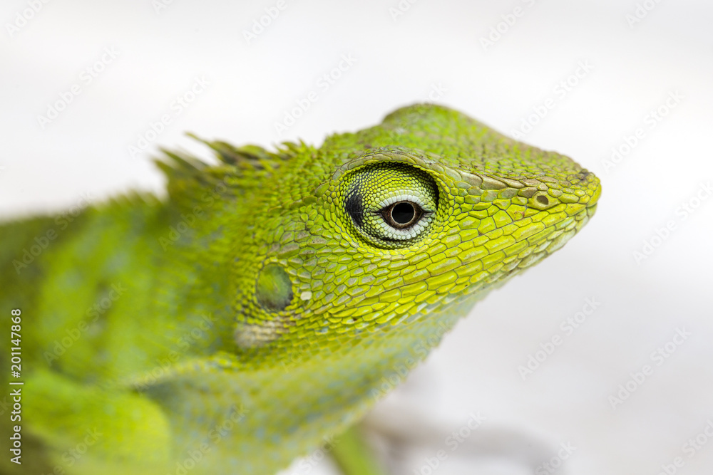 Obraz premium Portrait of a small green iguana in profile on the tropical island Bali, Indonesia. Close up