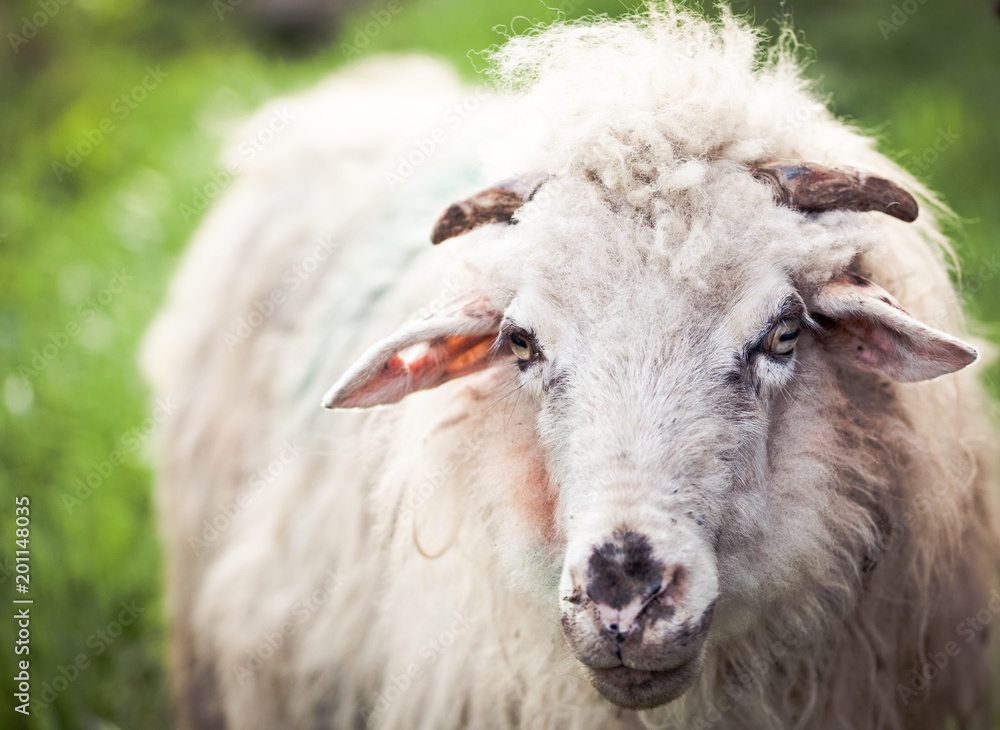 Naklejka premium portrait of a sheep