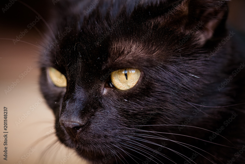 close up on a black cat's eyes