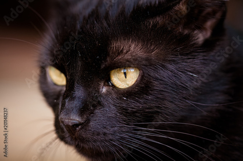 close up on a black cat's eyes