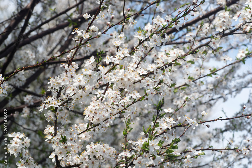 white blooming tree branches in orchard white blooming tree branches in orchard