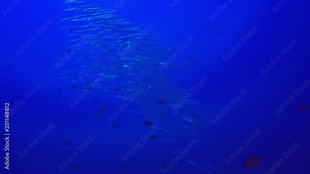 School Barracuda fish underwater