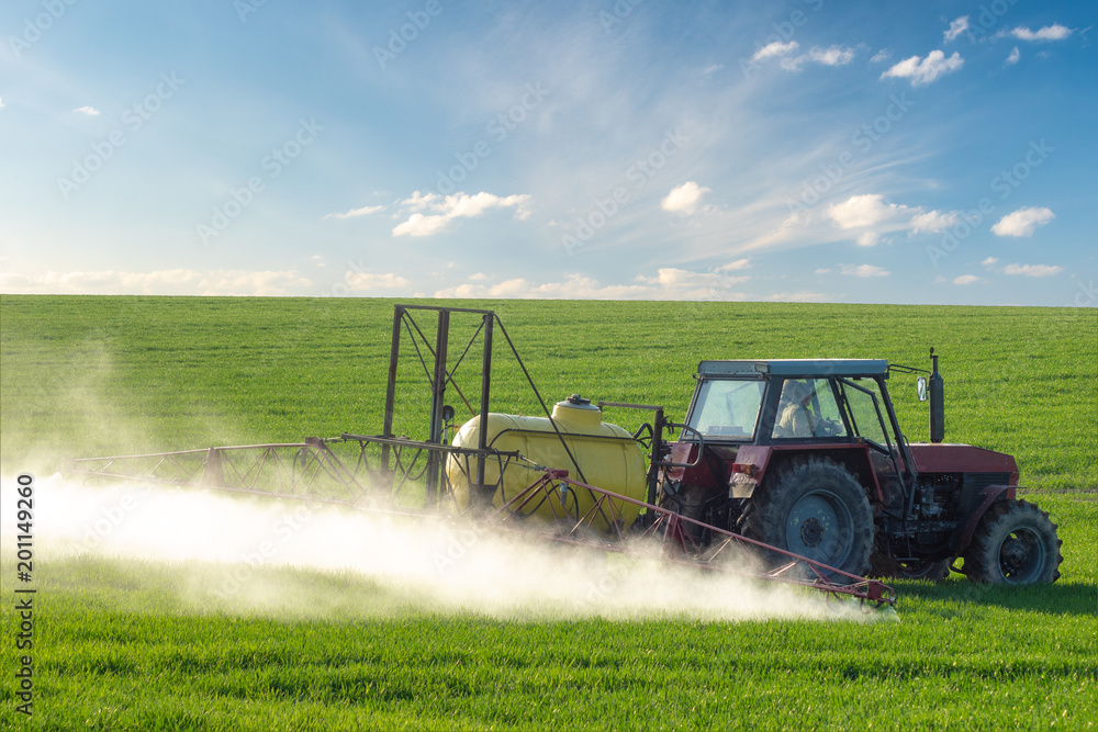 Fototapeta premium Farmer spraying green wheat field
