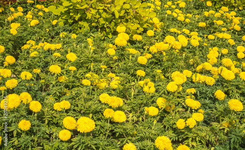 The beautiful yellow flower named Marigolds are great plants garden. There are two genuses which are referred to by the common name Tagetes and Celandula