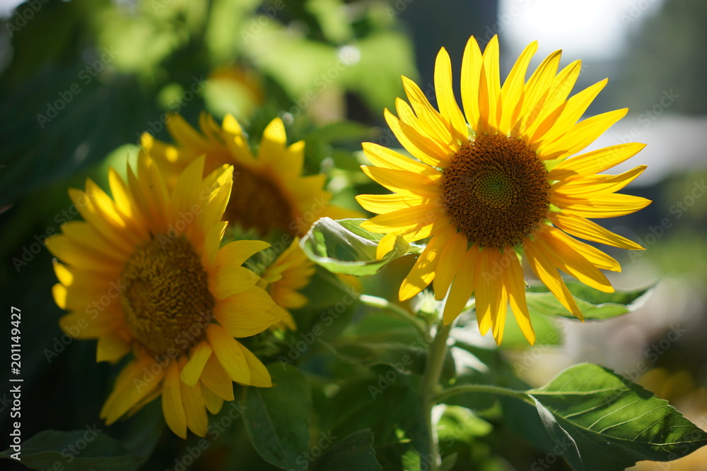 Obraz premium A sunflower under sunshine
