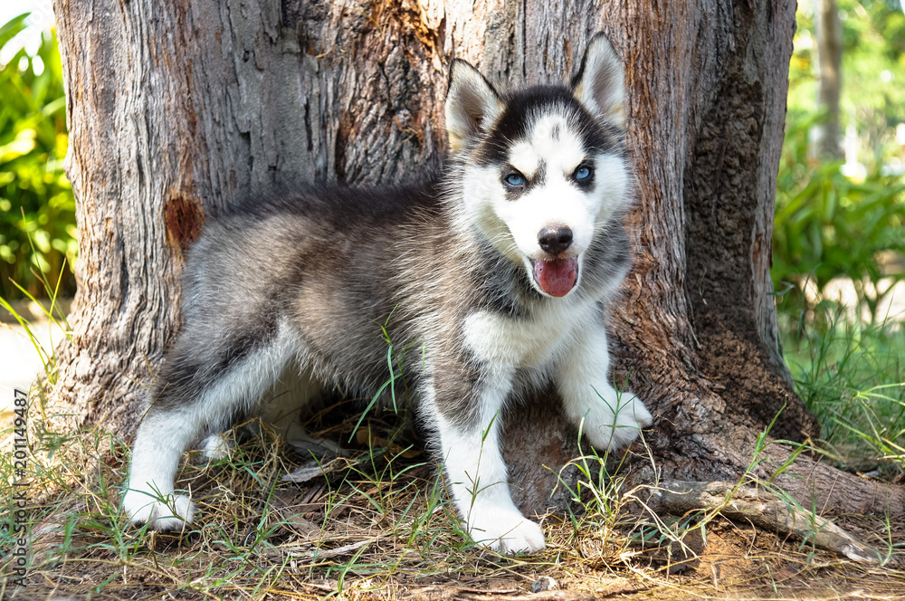 Vietnam Saigon a little puppy husky Vietnam Saigon a little puppy husky