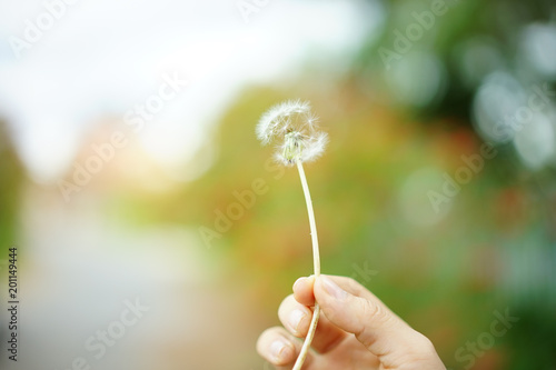 A dandelion flower on hand blurred backgroud