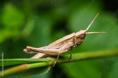 closeup shot of grasshopper in nature