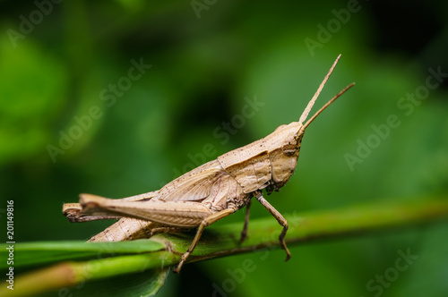 closeup shot of grasshopper in nature