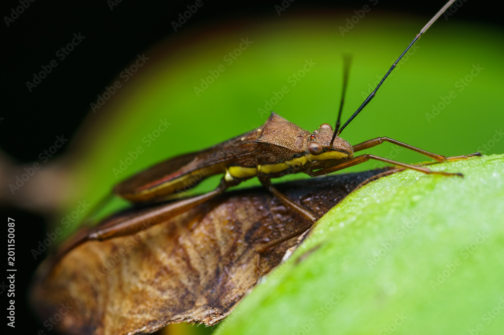 closeup shot of assassin bug in nature closeup shot of assassin bug in nature