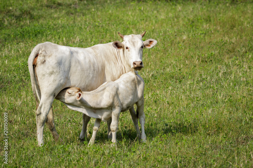 Wallpaper Mural Image of a cow and calf on the green meadow. Farm Animal. Torontodigital.ca