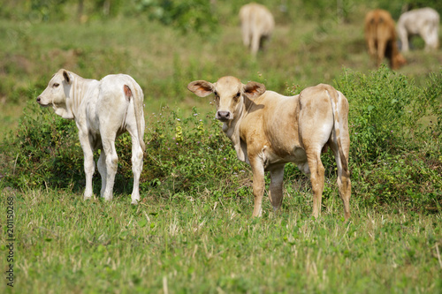 Image of calf on the green meadow. Cow. Farm Animal.