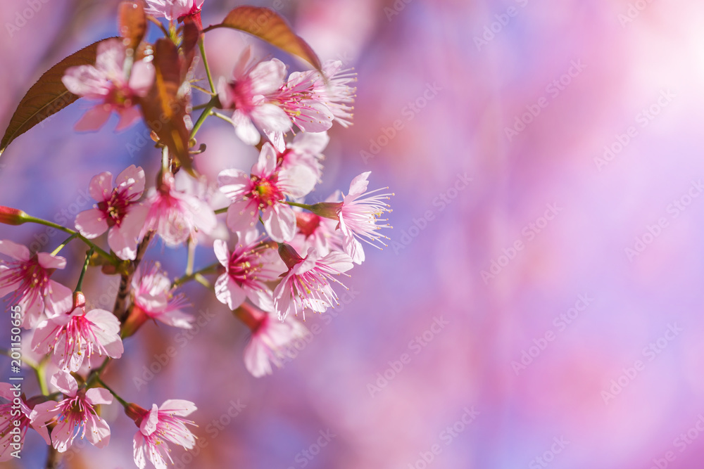 Obraz premium Close up pink Sakura flowers or Cherry blossom blooming on tree in springtime with blue sky