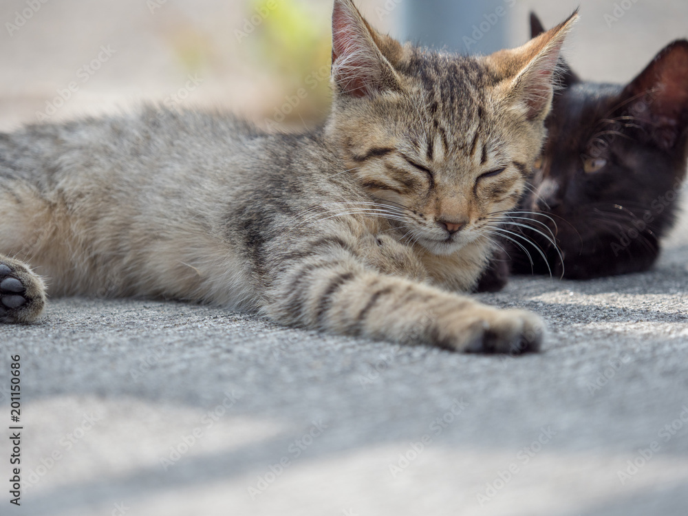 子猫のお昼寝 子猫のお昼寝