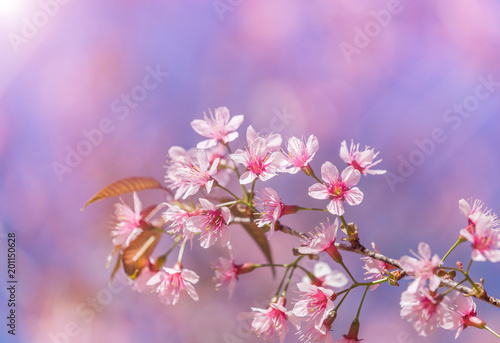 Close up Wild Himalayan Cherry blossoms (Prunus cerasoides) blooming on tree in season winter at Thailand with blue sky © Soonthorn