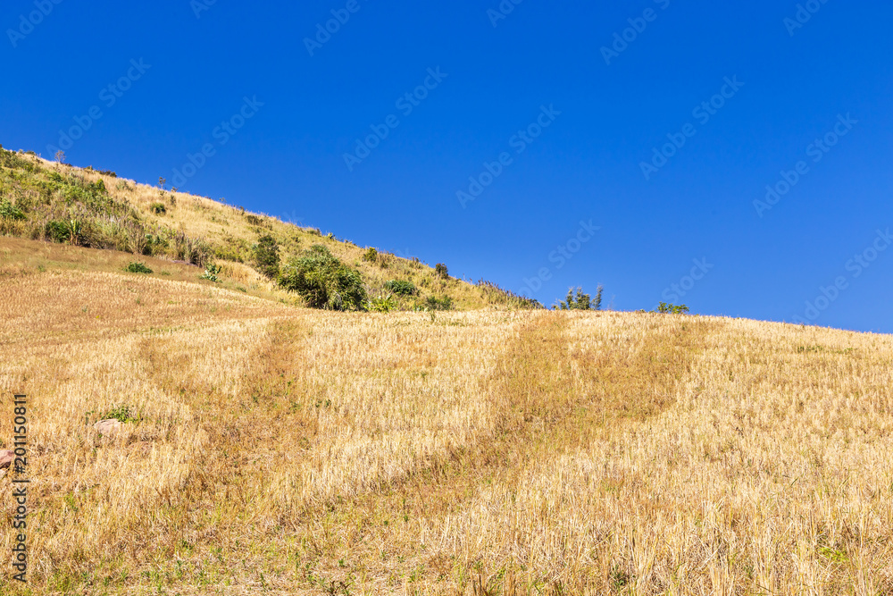 Dried  straw and dried yellow grass in meadow on slope of  the mountain with blue sky