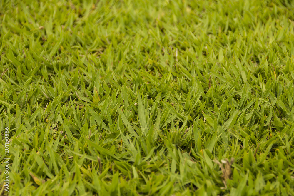 grama verde grama verde