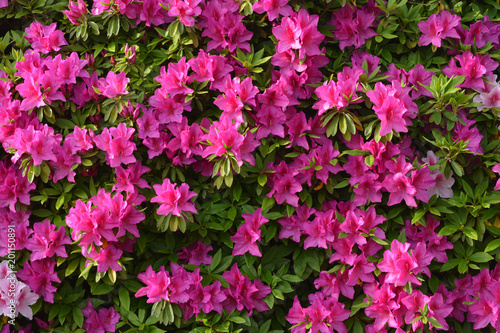 Wallpaper Mural ピンクのツツジ


 Torontodigital.ca