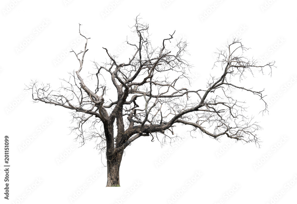 Dead tree isolated with white background Dead tree isolated with white background