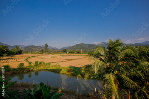 Rice fields are harvested. (Agriculture) in Pua District, Nan Province, Thailand.