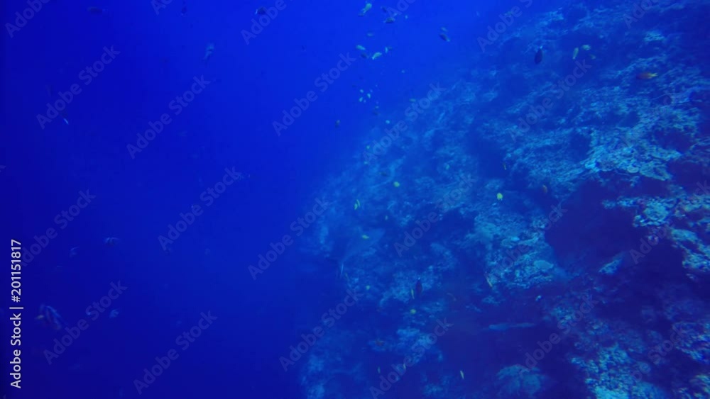 Grey Reef Shark Grey Reef Shark