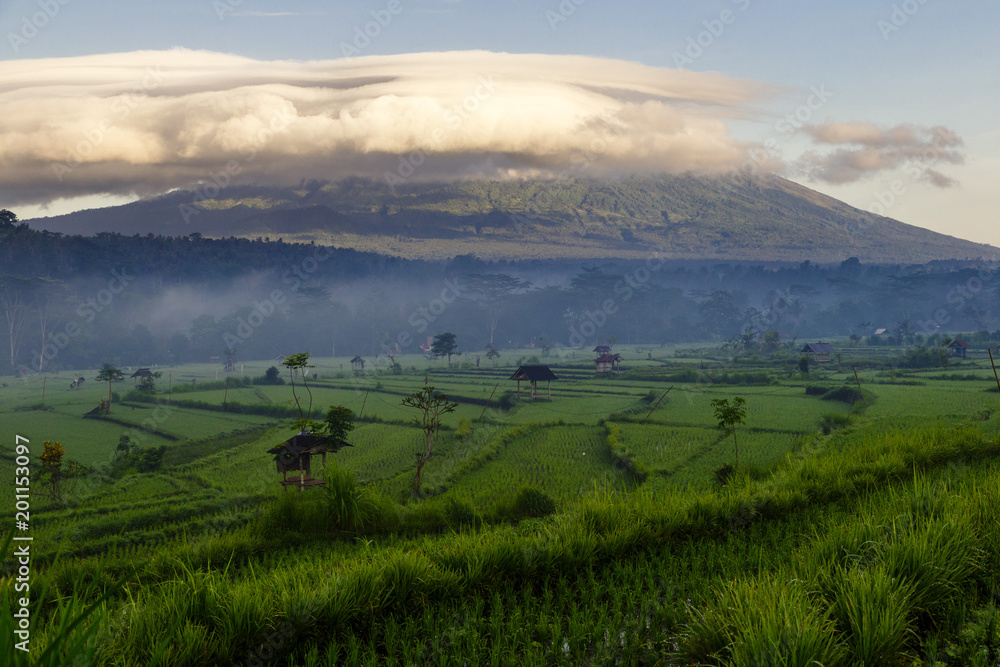 Green rice field on mountain background at Bali, Indonesia