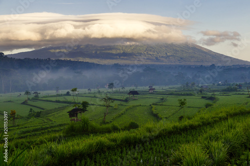Green rice field on mountain background at Bali, Indonesia