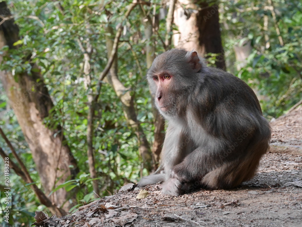 Long tailed macaques cud portrait, Shot in Hong Kong, China, hike to Lion Rock in Lion Rock country park Long tailed macaques cud portrait, Shot in Hong Kong, China, hike to Lion Rock in Lion Rock country park