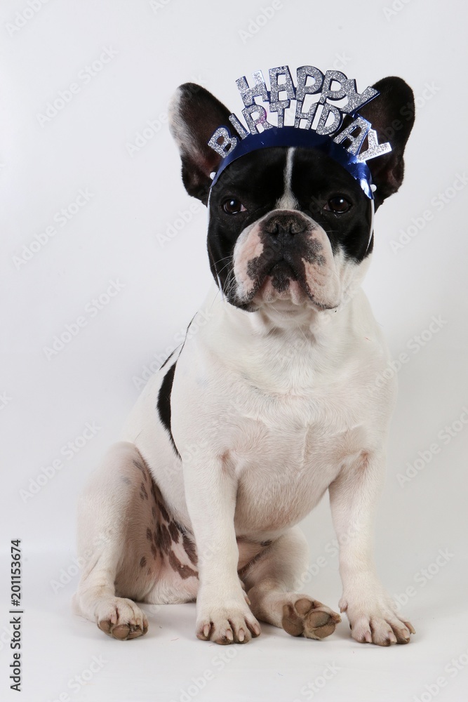 funny french bulldog is sitting in the studio with happy birthday decoration on the head