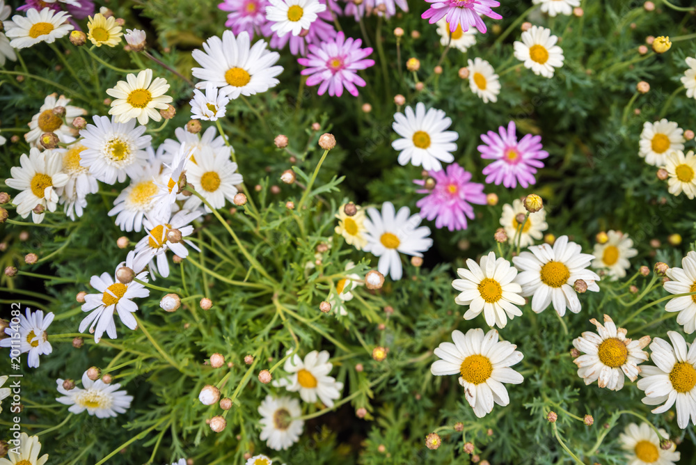 Top view of colorful small daisy flowers Top view of colorful small daisy flowers