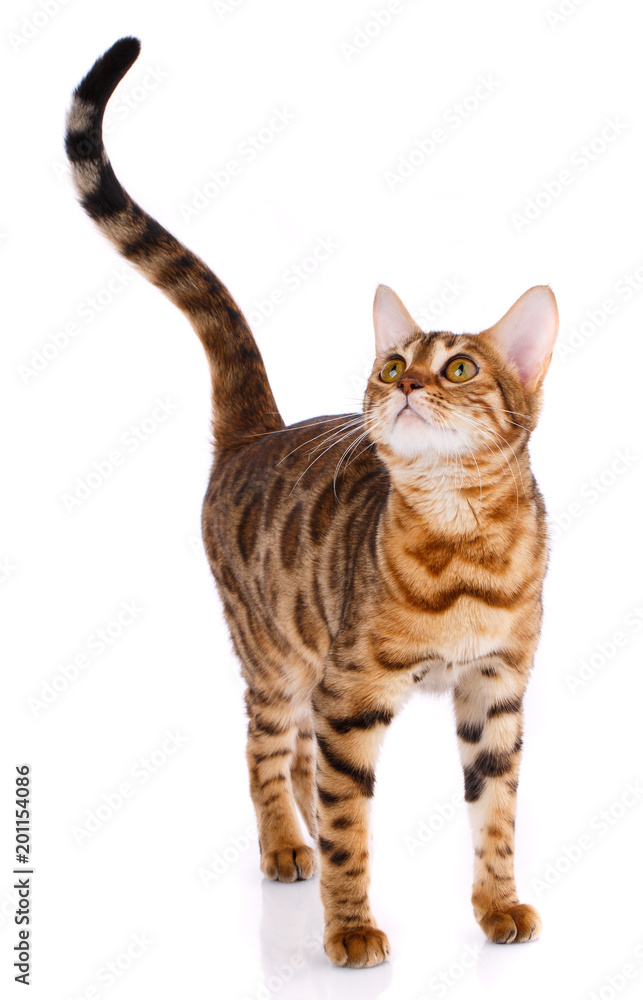 Playful Bengal cat looking up. Playful Bengal cat looking up.