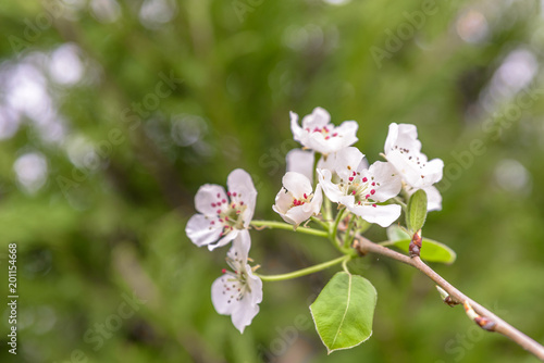White flowers of a flowering quince