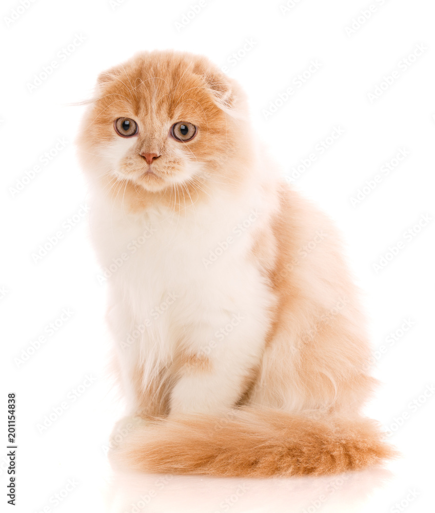 Adorable Scottish Fold cat isolated on white background