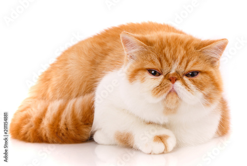 Photography Portrait of Red White Exotic Cat.