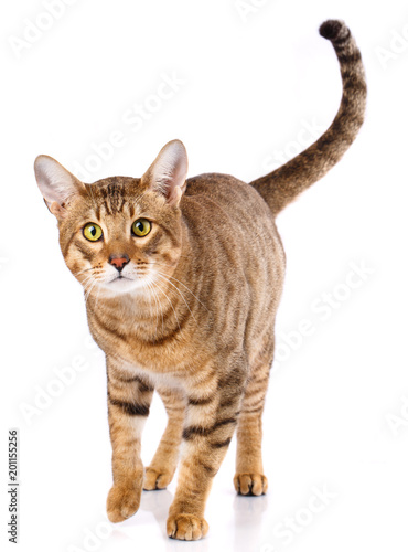 Thoroughbred striped Serengeti cat