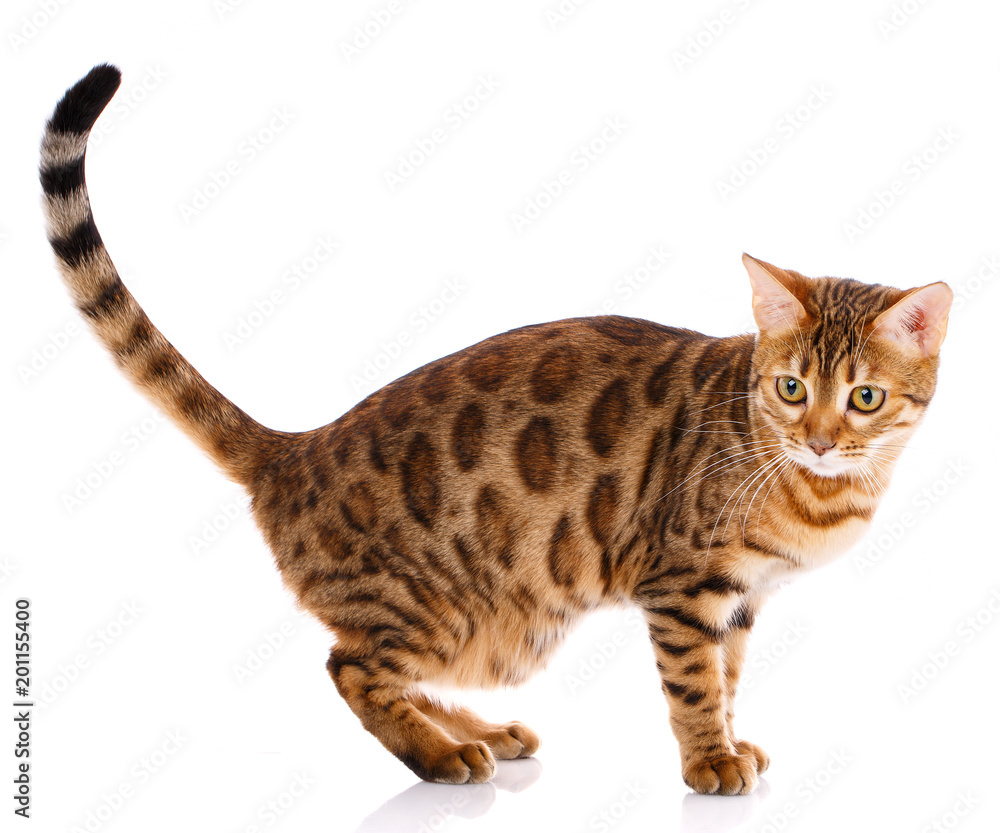 Naklejka premium Bengal thoroughbred cat on a white background. Purebred cat.