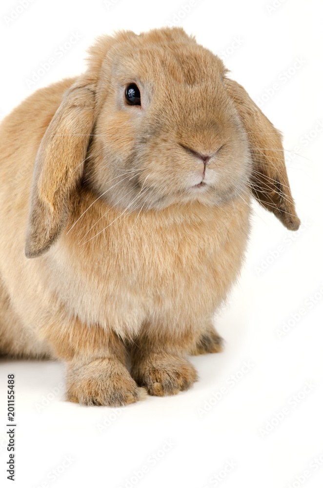 Red Rabbit Red Rabbit