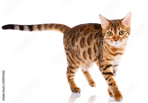 Bengal thoroughbred cat on a white background. Purebred cat.