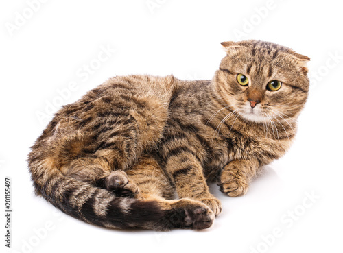 Playful striped cat on a white background.