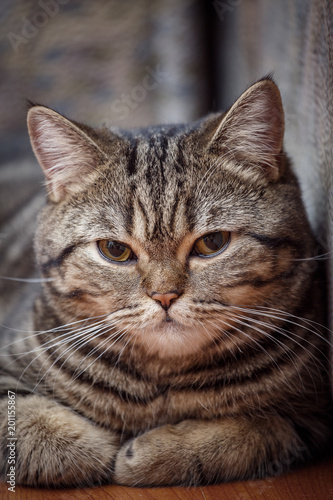 Kitten portrait of Scottish cat © serkucher