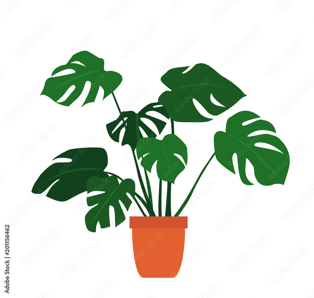 monstera plant in pot on white background monstera plant in pot on white background