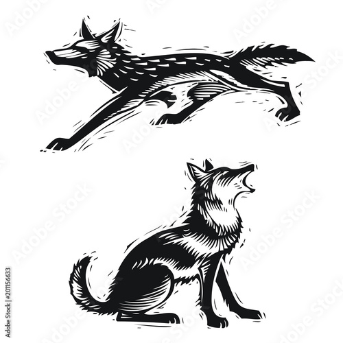 Coyote