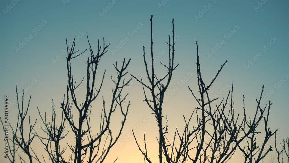 Winter sunrise and tree without leaves on a wind. Winter sunrise and tree without leaves on a wind.