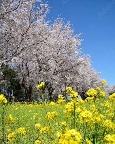 青空のもと、菜の花の畑と桜の並木
