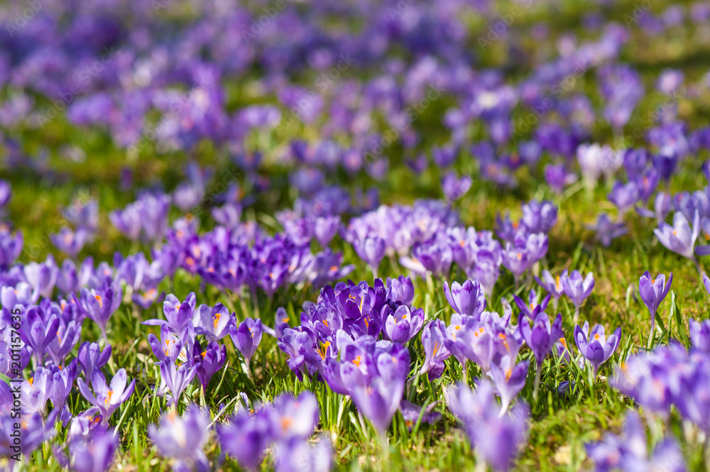 Colorful spring glade in Carpathian village with fields of blooming crocuses. Blooming purple flowers in the spring season. Colorful spring glade in Carpathian village with fields of blooming crocuses. Blooming purple flowers in the spring season.