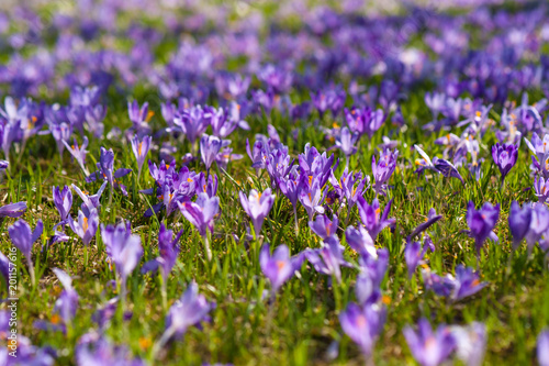 Colorful spring glade in Carpathian village with fields of blooming crocuses. Blooming purple flowers in the spring season.