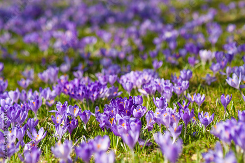 Colorful spring glade in Carpathian village with fields of blooming crocuses. Blooming purple flowers in the spring season.