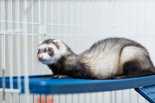 A black and white ferret lies in its cage on a platy shelf